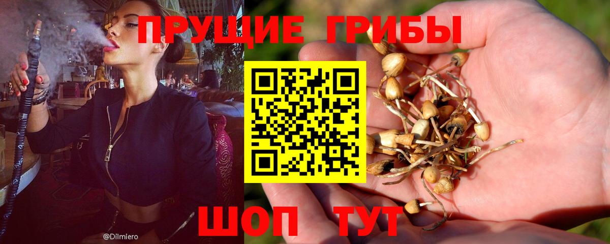 Псилоцибиновые грибы Magic Shrooms  Вход с VPN  Камышлов  Псилоцибиновые грибы ЛСД 